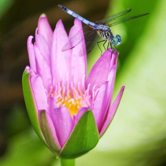 Meet your Posher, Teresa - Picture 1 of 1